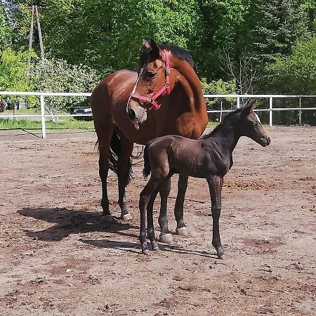 Farm stay Stadnina Koni Dworek Karolewko *
